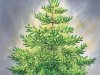 robe Noel-couv:Couverture_robe Noel