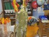 IMG_20240207_120446
