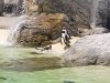 5-plongeon-2