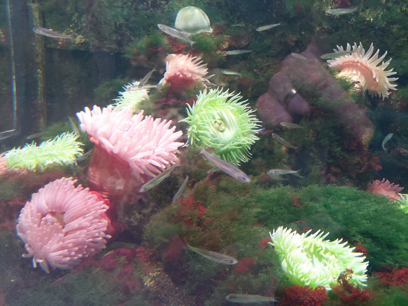11-anemones-de-mer