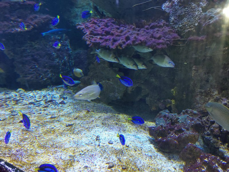 12-poissons-bleus