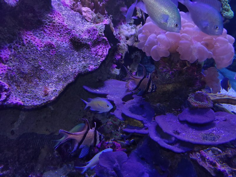 16-poissons-violets
