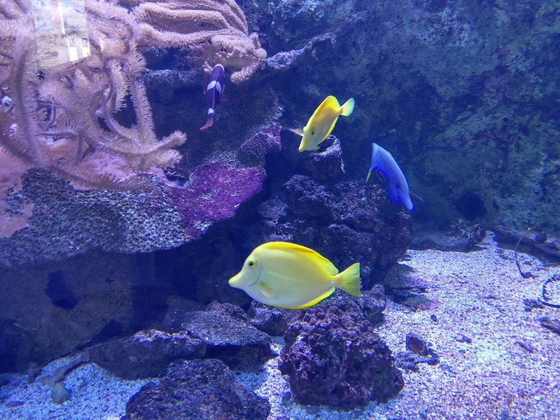 20-poissons-jaunes