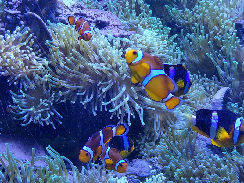23-poissons-clowns-dans-les-anemones