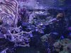 14-corail-et-anemones