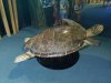 18-tortue-de-mer