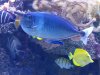 22-poisson-chirirgien-et-autres-poissons
