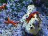 30-etoiles-de-mer-orange